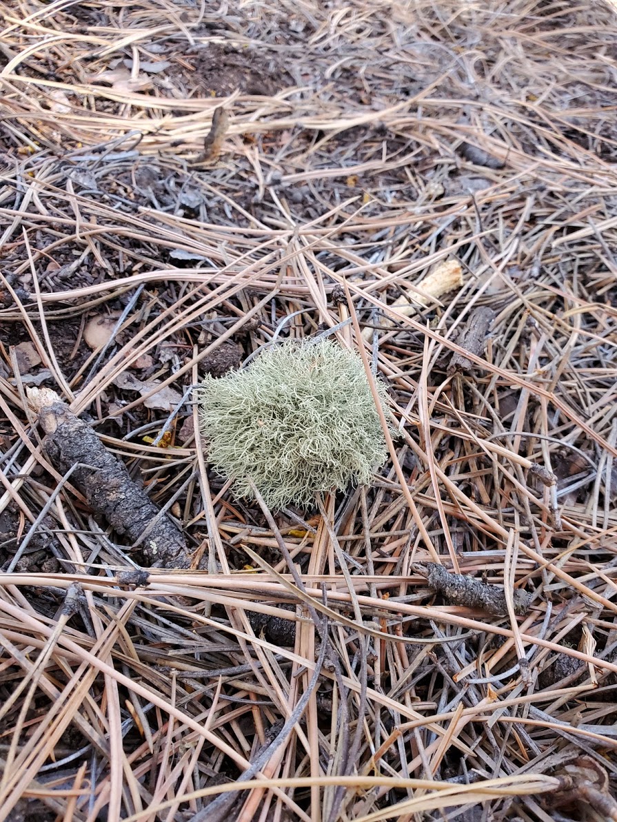 Forest marimo